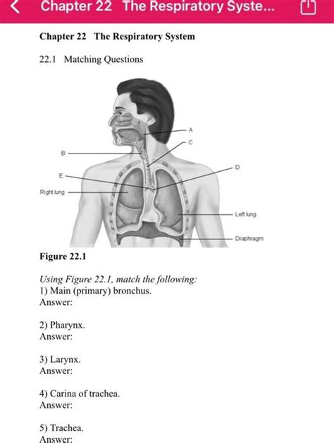 Solved Chapter 22 The Respiratory Syste Chapter 22 The