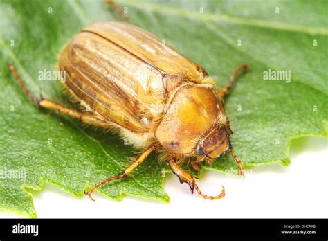 Brown June Beetle Stock Photo Alamy