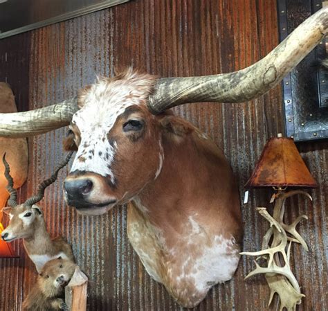 Sold Longhorn Mount Nbrw46 Yee Haw Ranch Outfitters
