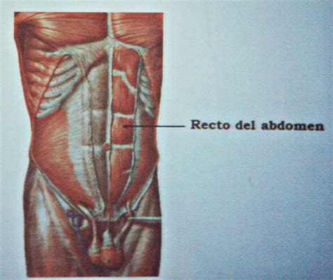 Paredes Y M Sculos Abdominales Regiones Del Abdomen