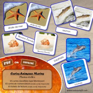 Cartes Animaux Marins Photos Avec Fond Ludo Sur Le Fil