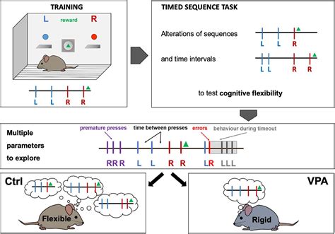 Timed Sequence Task A New Paradigm To Study Motor Learning And