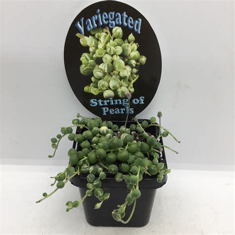 String Of Pearls Variegated Bottle Babies 7cm Formosa Gardens Nursery