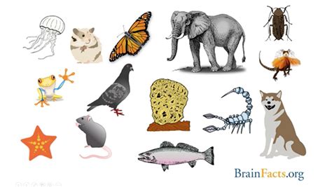 Animal Brains An Overview