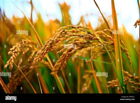 Mature Rice Farm In The Country Stock Photo Alamy