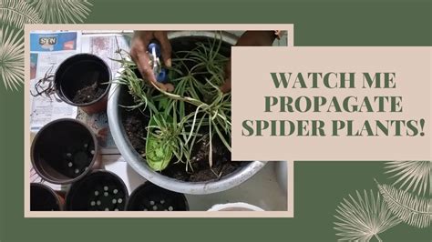 How To Propagate Spider Plants Youtube