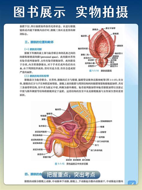 泌尿系统与疾病第2版第二版本科临床医学器官系统整合教材配增值十四五规划教材陈江华王子明魏强人民卫生出版社9787117325745虎窝淘