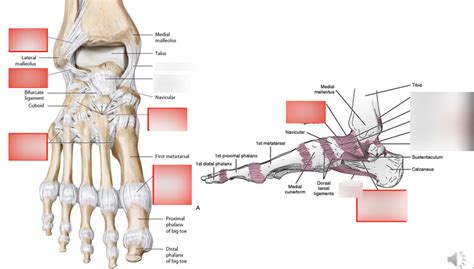 Ligaments of the foot Diagram | Quizlet