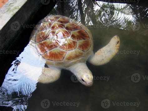 Albino sea turtle on a turtle farm in Thailand. Rescue of rare species ...