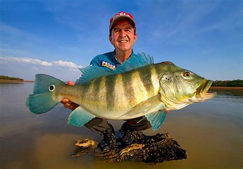 Como pescar tambaqui melhores técnicas da pescar esse peixe