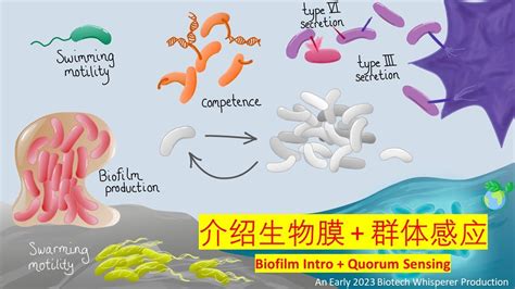 Biofilm With Quorum Sensing Compiled Chinese Youtube