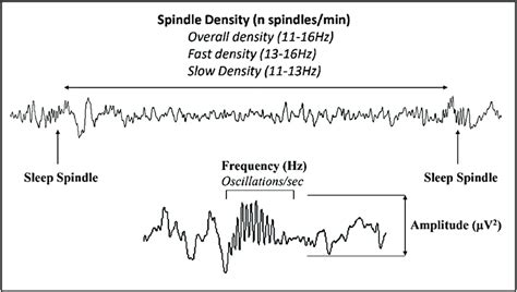 Sleep Spindle Eeg Frequency