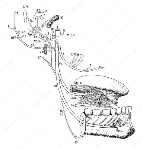 Esta Ilustraci N Representa Nervio Maxilar Inferior Dibujo L Nea