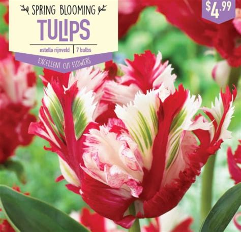 Garden State Bulb Tulip Estella Rijnveld Bulbs 7 Count 7 Ct Frys