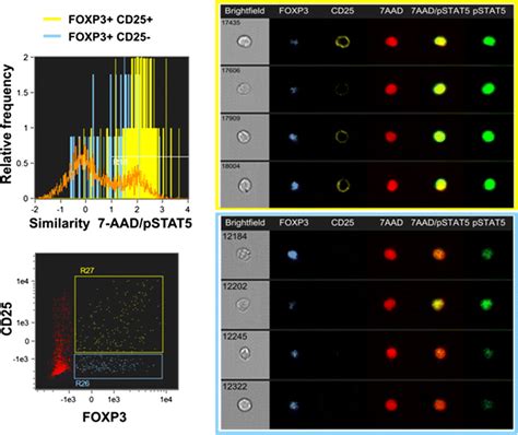 Nuclear Localization Of Phosphorylated STAT5 PSTAT5 In CD25 And