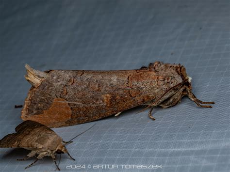 Grote S Buff Tip In April 2024 By Artur Tomaszek INaturalist