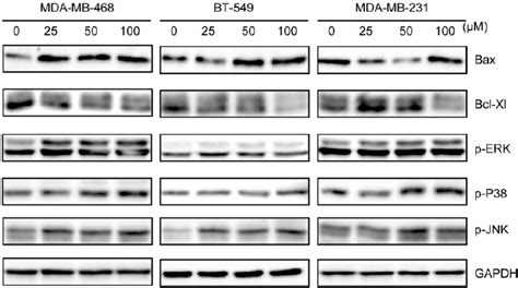 Teriflunomide Modulated Cell Survival Signals And Mapk Pathway In Tnbc