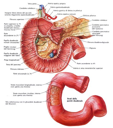 Anatomia Macroscopica E Microscopica Dellintestino Tenue Bald