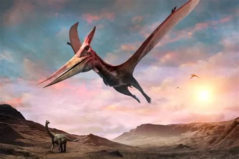 Fossil Of Giant Flying Reptile That Preyed On Dinosaurs Found On Isle Of Wight Mirror Online