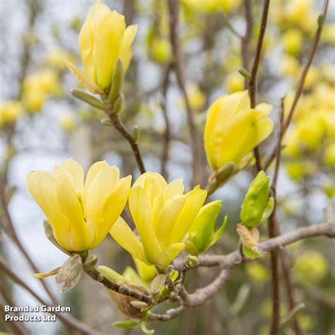 Magnolia X Brooklynensis Yellow Bird Suttons