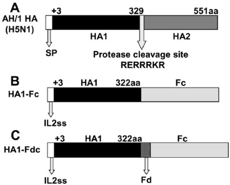 Structure Of Ha Protein Of Ah1 And Construction Of Recombinant Ha1 Fc