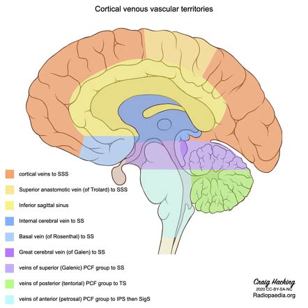 Venous Vascular Territories Of The Medial Cerebral Cortex Illustration