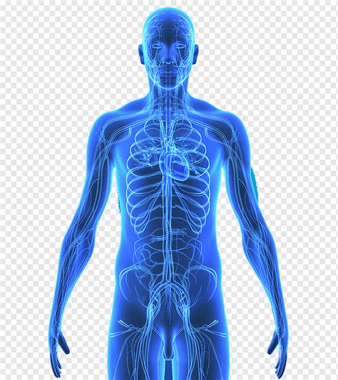 Medical Illustration Of Human Scapula Digital Art By