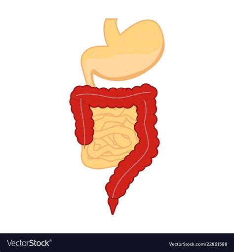 Human Gastrointestinal Tract Digestive System Vector Image