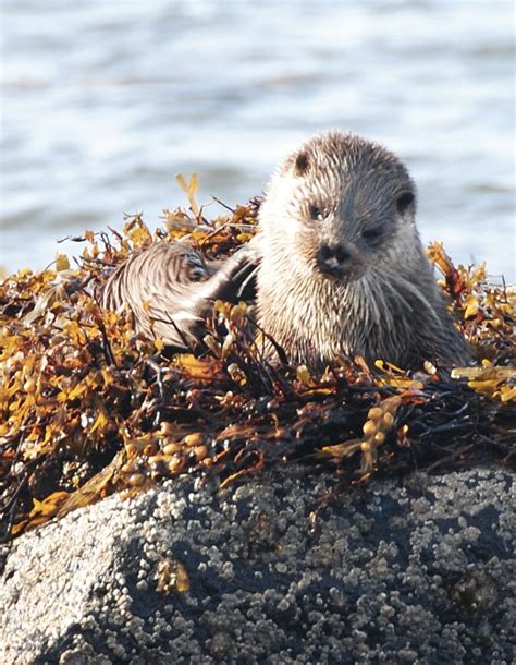 Sea Otter Isle Of Mull Scotland Mark Leicester Flickr