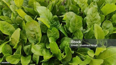 Close Top View Showing Fresh Green Leafy Vegetable Palak Spinach Plants