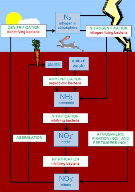 Draw Nitrogen Cycle Explain The Different Steps