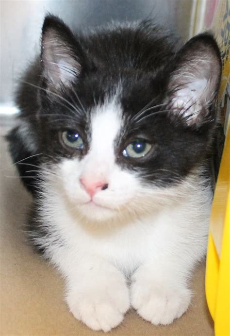 Adorable Black And White Kittens For Adoption