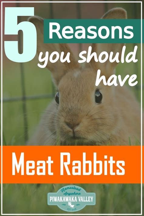 10 Reasons To Raise Backyard Meat Rabbits A Sustainable Meat Source