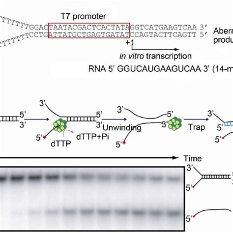 A Forked Dna Template For Both T7 Rnap And T7 Helicase Is Shown Download Scientific Diagram