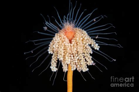 Tubularia Hydroid Photograph By Alexander Semenovscience Photo Library