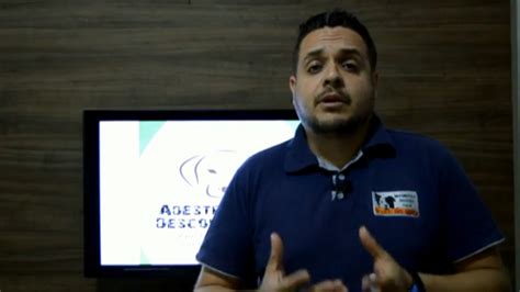 Adestramento Descomplicado Cursos A Dist Ncia Ead Baratos No Ibcd