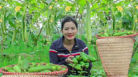 Harvesting Melon Fruit Garden Goes To The Market Sell Gardening