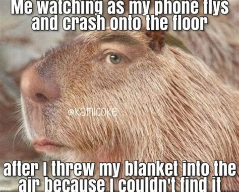 45 Capybara Memes Celebrating Quite Possibly The Chillest Animal Of All
