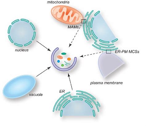 Overview Of The Mcss Involved In Autophagosome Biogenesis Several Mcss