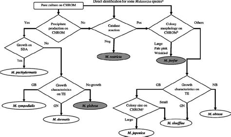 Proposed Identification Workflow For Nine Species Of Malassezia Pos