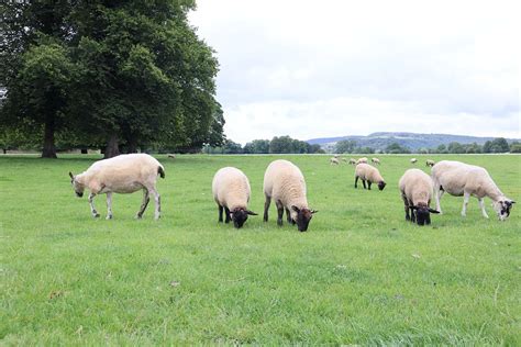 Sheep Lambs Herd Free Photo On Pixabay Pixabay