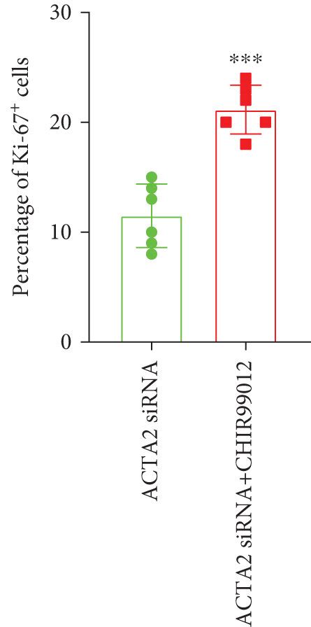 CHIR99012 facilitated the proliferation of NSC via increasing β catenin