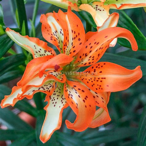 Лилиум азиатски Must See/ Lilium asiatic 'Must See - 1 бр. | Други ...