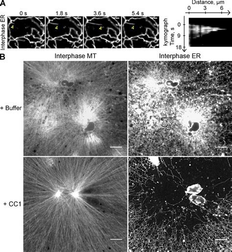 Dynein Is Required For Movement Of ER Membranes Toward The Minus End Of