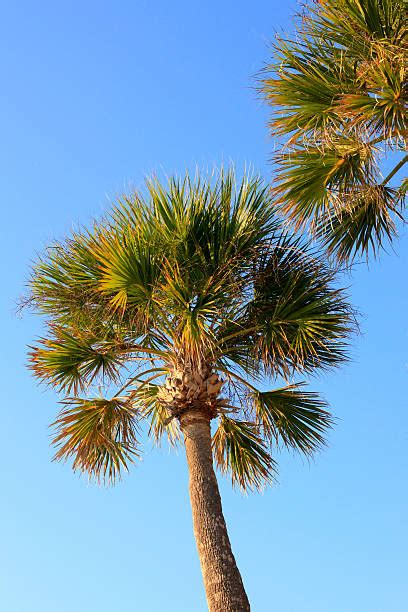 Top 60 Palmetto Tree Stock Photos Pictures And Images Istock