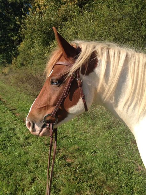 Joker ️ Medicine Hat Paint Horse Blue Eye Schecken