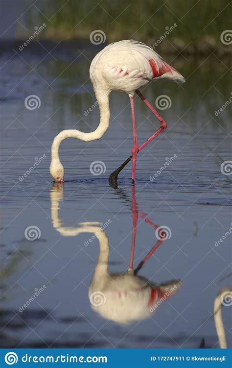 Flamant Rose Phoenicopterus Ruber Roseus Stock Image Image Of Bird