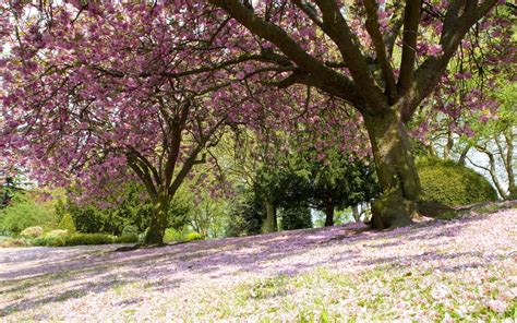 Hintergrundbilder Bäume Garten Kirschblüte blühen Frühling Baum