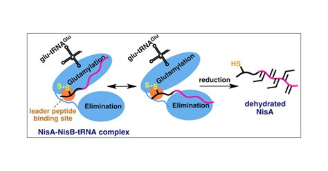 Characterization Of Leader Peptide Binding During Catalysis By The