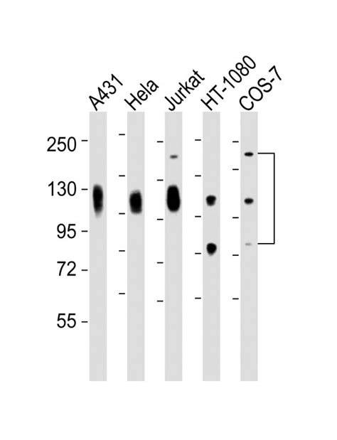 Lamp Antibody Purified Mouse Monoclonal Antibody Mab Wb Ihc P If